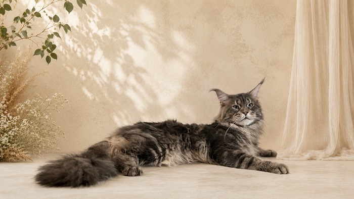 Loki